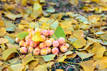 10 GINKGO BILOBA Maidenhair Tree Yellow Fall Orange